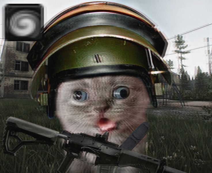 Dipsaiz